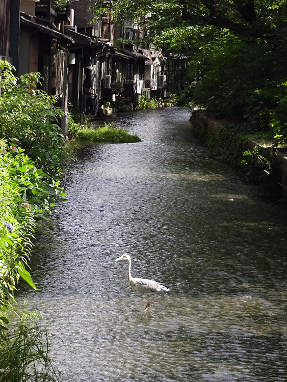 202405高瀬川